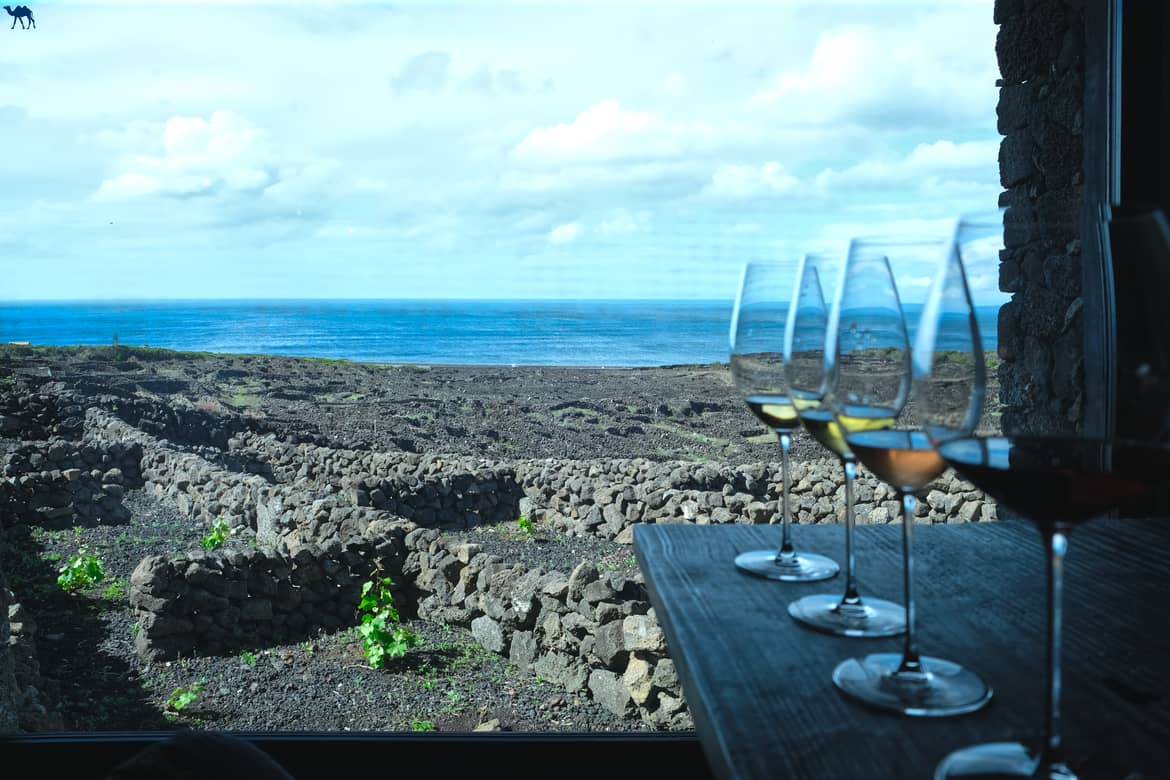Le Chameau Bleu - Blog Voyage et Photo - Portugal - Les Açores 10 choses à savoir - Dégustation de Vin à Pico