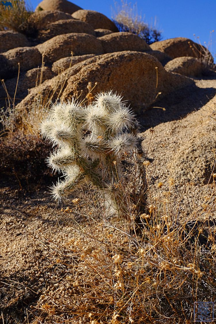 Le Chameau Bleu Blog Voyage Californie - Le Parc National de Joshua Tree Californie USA- Cactus