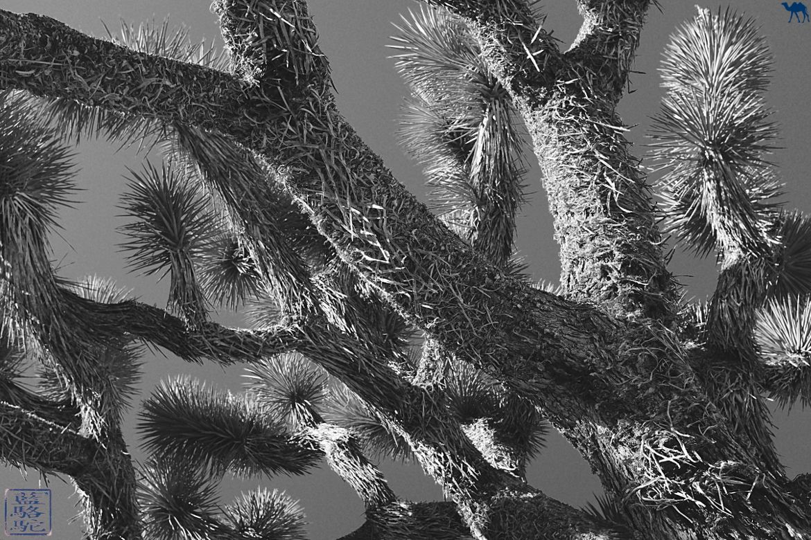 Le Chameau Bleu - Blog Voyage USA Le Joshua Tree dans le desert de la Californie du sud USA