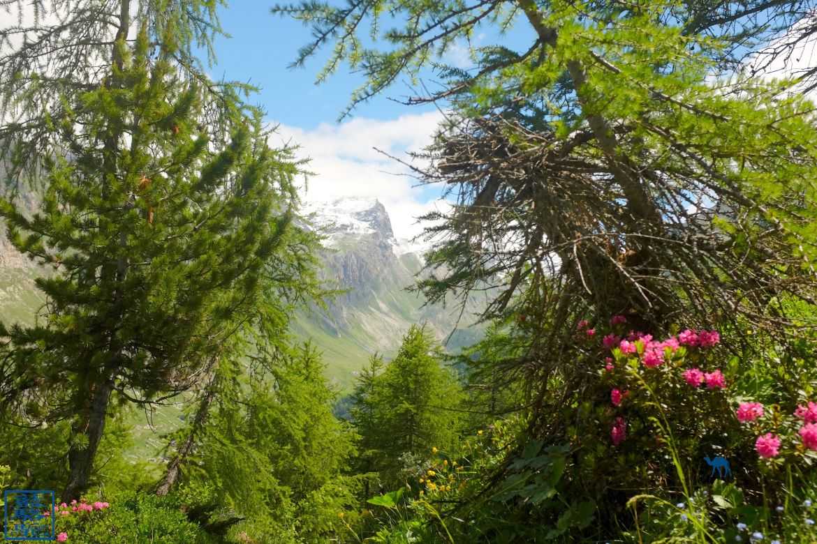 Le Chameau Bleu - Blog Voyage Val d'Isère - Val d'Isère - Randonnée en Montagne France