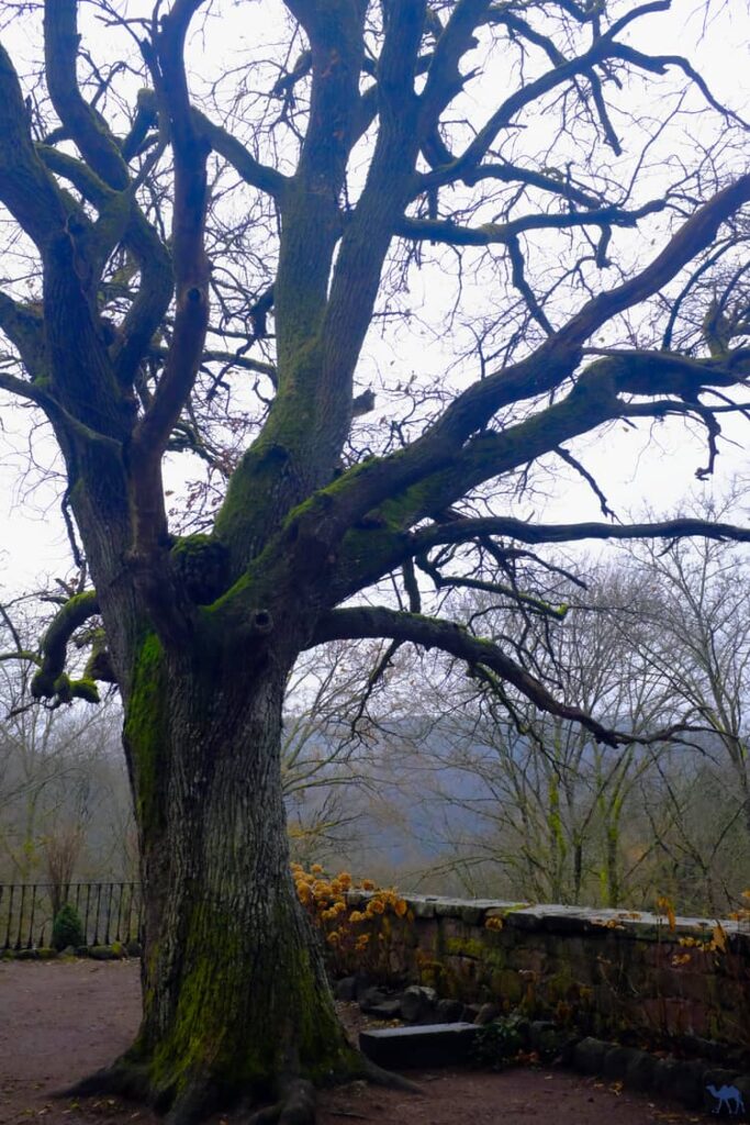 Le Chameau Bleu - Voyage En Alsace Verte - Chateau du bewarstein - arbre