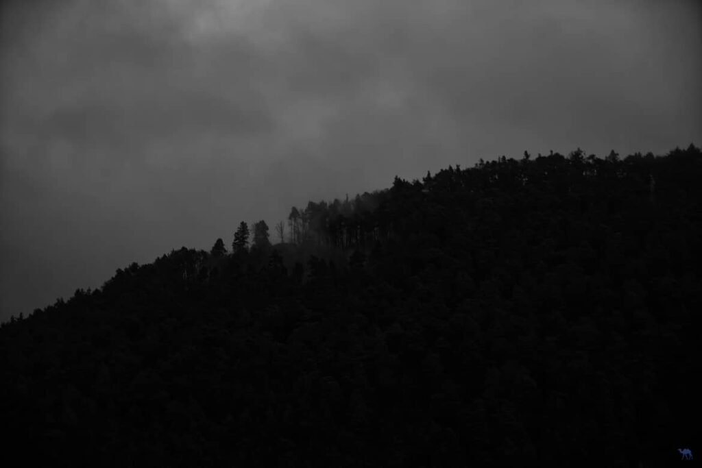 Le Chameau Bleu - Voyage En Alsace Verte - Bewarstein
