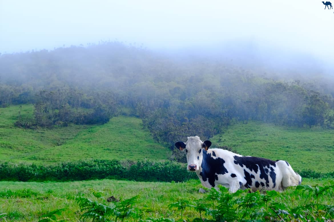 Le Chameau Bleu - Blog Voyage et Photo - Portugal - Azores - Vache de Sao Jorge